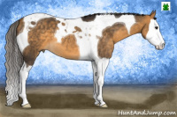 Horse Color:Buckskin Splash Tobiano 