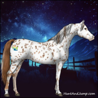 Horse Color:Chestnut Appaloosa  and Chestnut Appaloosa 