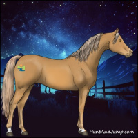 Horse Color:Palomino Sabino 