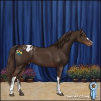 Horse Color:Liver Chestnut Appaloosa 