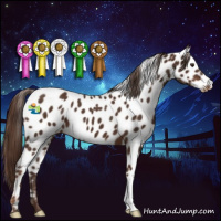 Horse Color:Liver Chestnut Appaloosa