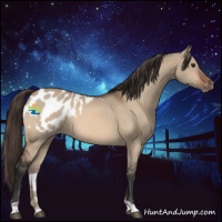Horse Color:Bay Dun Appaloosa 