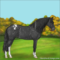 Horse Color:Blue Roan Snowflake Varnish 