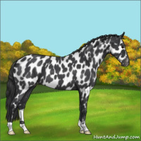 Horse Color:Blue Roan Appaloosa 