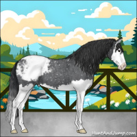 Horse Color:Blue Roan Splash Appaloosa 