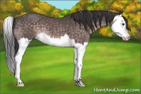 Horse Color:Platinum Buckskin Splash 
