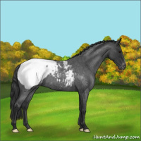 Horse Color:Blue Roan Snowcap 
