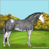Horse Color:Blue Roan Splash Varnish 