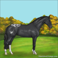 Horse Color:Blue Roan Appaloosa 
