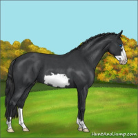 Horse Color:Blue Roan Frame Appaloosa 
