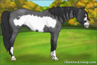 Horse Color:Blue Roan Frame 