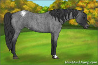 Horse Color:Blue Roan Varnish 