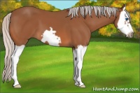Horse Color:Silver Bay Splash Frame
