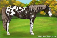 Horse Color:Midnight Chocolate Palomino Sabino Blanket 
