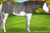 Horse Color:Midnight Liver Red Dun Roan Splash Rabicano 