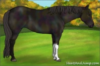 Horse Color:Midnight Smoky Grullo 