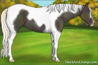 Horse Color:Midnight Silver Classic Cream Champagne Dun Tobiano 
