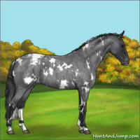 Horse Color:White Spotted Blue Roan Appaloosa