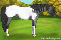 Horse Color:Blue Roan Snowcap 