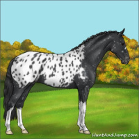 Horse Color:Blue Roan Appaloosa
