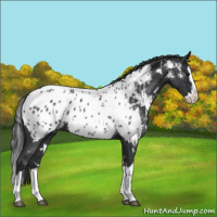 Horse Color:White Spotted Blue Roan Splash Appaloosa