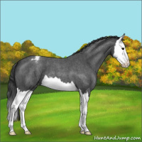Horse Color:Blue Roan Splash Varnish 