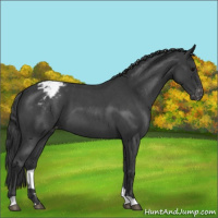 Horse Color:Blue Roan Varnish 