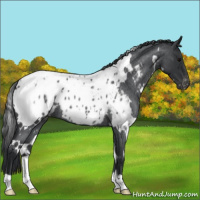 Horse Color:White Spotted Blue Roan Blanket