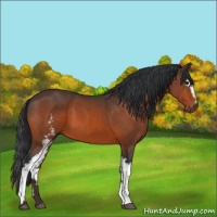 Horse Color:White Spotted Bay