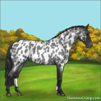 Horse Color:Blue Roan Appaloosa