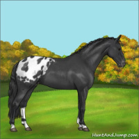 Horse Color:Blue Roan Appaloosa 