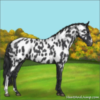 Horse Color:Blue Roan Near Leopard 