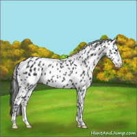 Horse Color:Blue Roan Appaloosa 