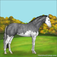 Horse Color:Blue Roan Splash 