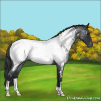 Horse Color:Blue Roan Appaloosa 