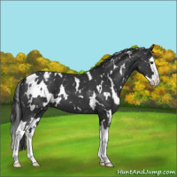 Horse Color:White Spotted Black Splash Appaloosa 