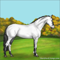 Horse Color:White Spotted Blue Roan Appaloosa 