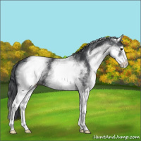 Horse Color:White Spotted Blue Roan 