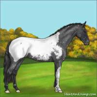 Horse Color:Blue Roan Snowcap 