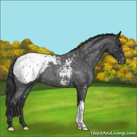 Horse Color:Blue Roan Appaloosa 
