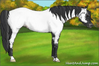 Horse Color:Blue Roan Appaloosa 