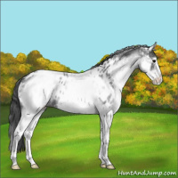 Horse Color:White Spotted Blue Roan Appaloosa 