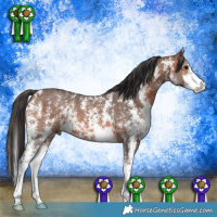 Horse Color:Bay Sabino 