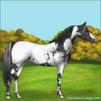 Horse Color:White Spotted Black Appaloosa