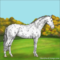 Horse Color:Blue Roan Appaloosa 