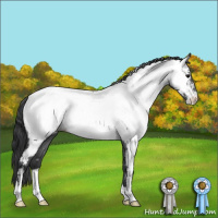 Horse Color:Blue Roan Appaloosa 