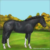 Horse Color:Black Appaloosa