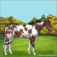 Horse Color:White Spotted Brown Varnish 