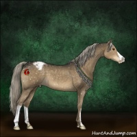 Horse Color:Chocolate Palomino Mushroom Appaloosa 