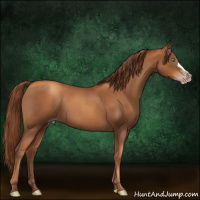 Horse Color:Gray Gold Champagne Roan 